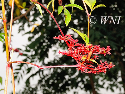 Cissus erosa (Vitaceae)